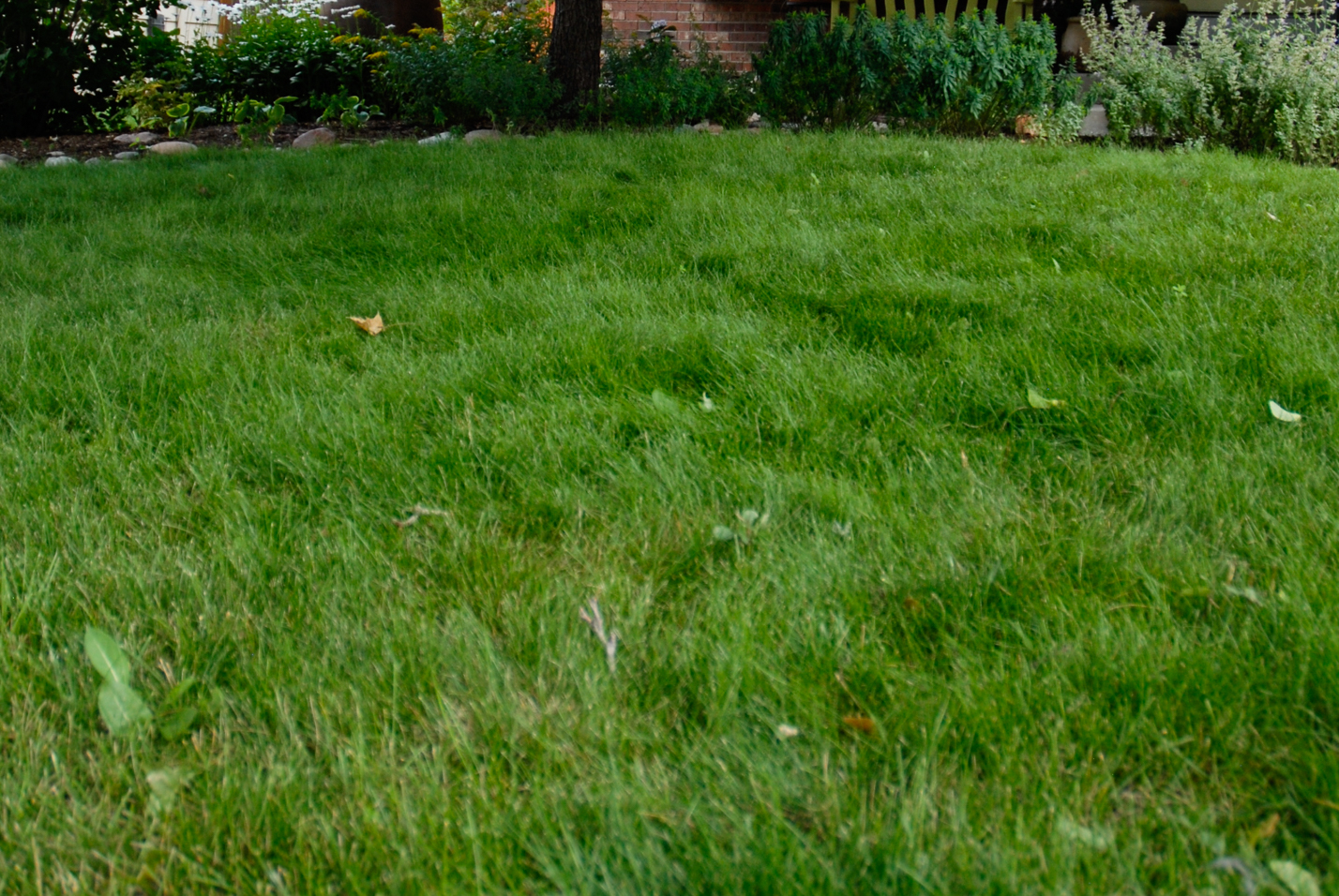Shady Fescue Front Yard